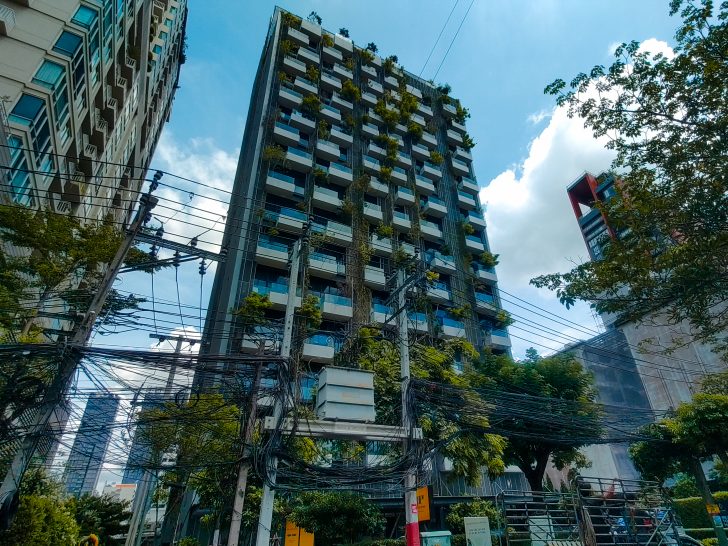 Siamese Exclusive 31